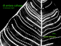 Di Antara Cahaya / In Between Light