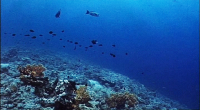 Careless Reef